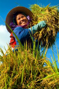 Khi người nông dân thuận thiên