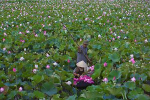 Giữ hương sen trong từng búp trà