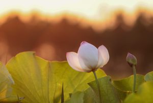 The scent of lotus tea