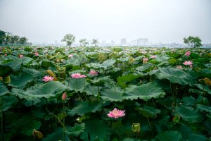Hà Nội: Có một mùa sen thở giữa thành phố