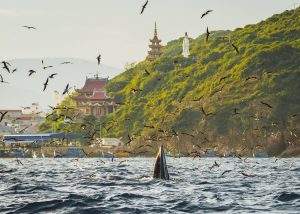 Hành trình theo dấu cá voi ở Nhơn Lý