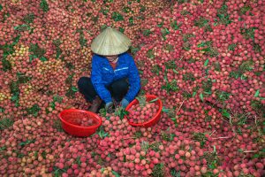 Hương mùa hè Lục Ngạn