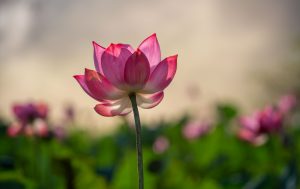Đầm sen Trà Lý – Vẻ đẹp thanh khiết dưới chân núi Hòn Tàu