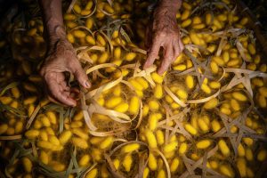 Cùng người Thái se tơ dệt vải