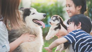 Không gian “pet-friendly” trở thành cuộc đua mới của đô thị hiện đại
