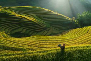 Mùa vàng trên những đôi vai