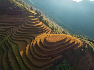 Shouldering the golden harvest