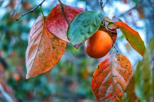 Những vườn hồng chín đỏ phố núi