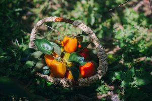 Persimmon season in the highlands