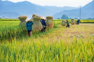Mường Thanh mùa vàng no ấm