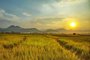 Muong Thanh’s golden season